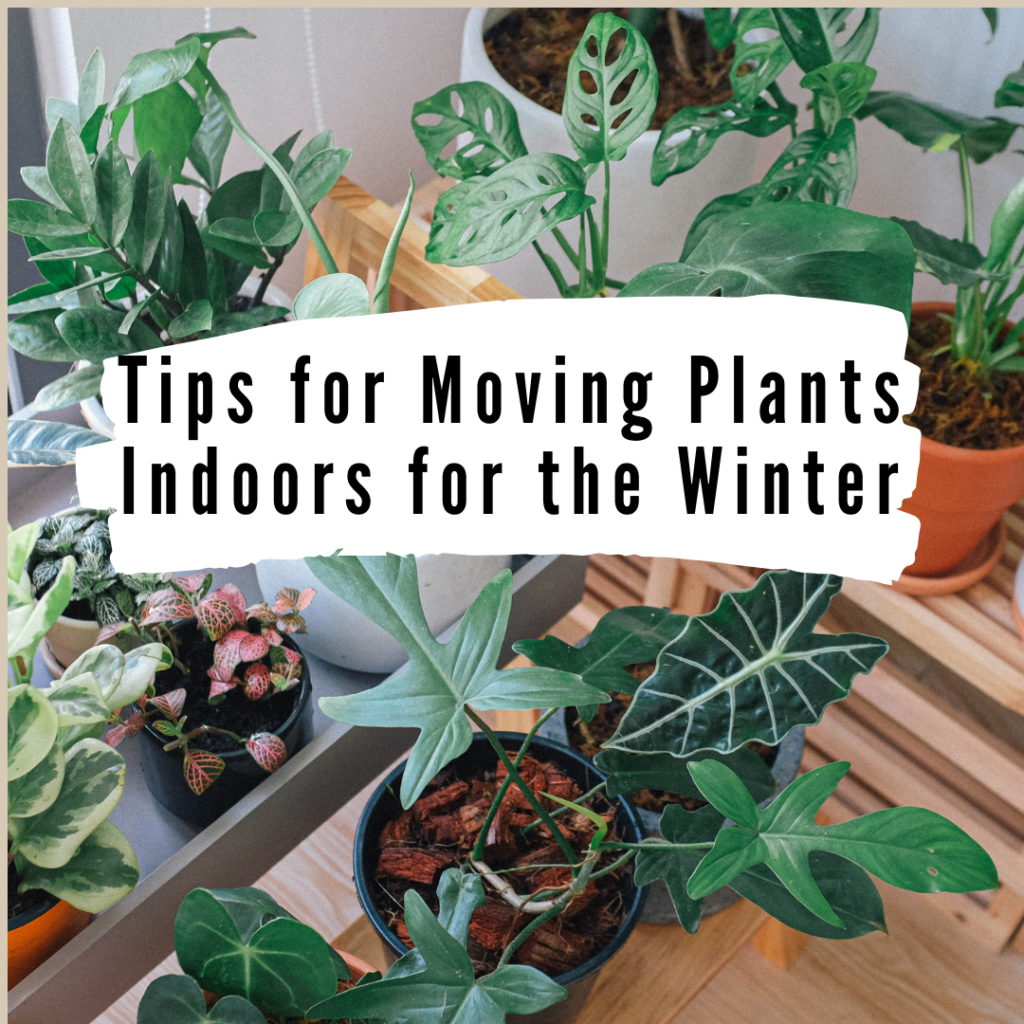 Tips for moving plants indoors