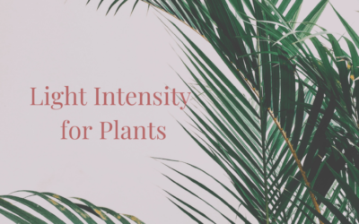 Light Intensity for Plants