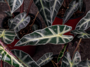 Alocasia ear plants