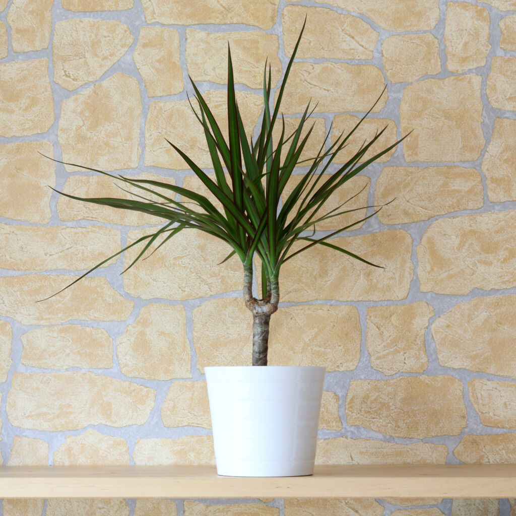 dracaena plant