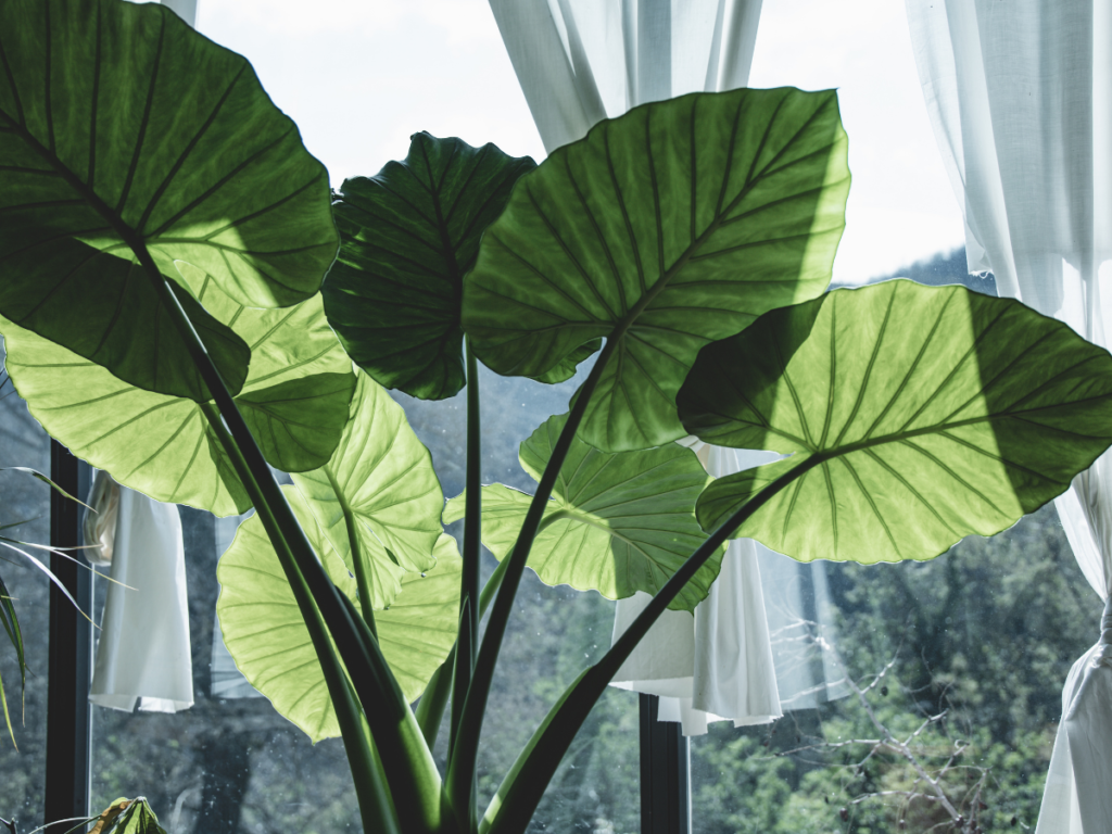 Elephant ear plant with green foliage