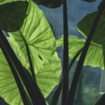 elephant ear plants indoor plant