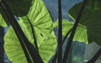 elephant ear plants indoor plant