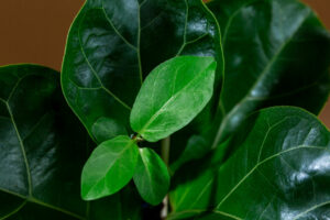 large leaf ficus houseplant