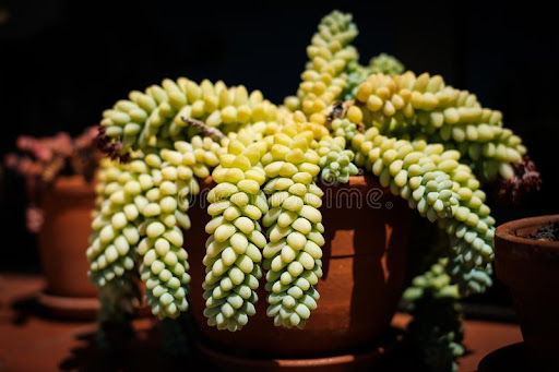 unusual cactus houseplants