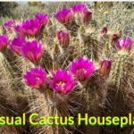 unusual cactus houseplants