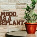 Bamboo as a Houseplant