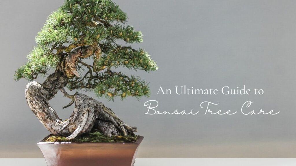 An Ultimate Guide to Bonsai Tree Care