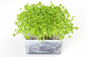 growing microgreens