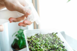 watering microgreens