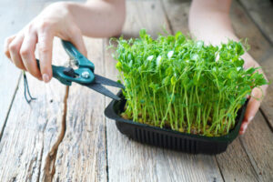 harvesting microgreens