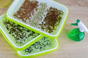 tray for growing chia seeds