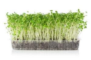 developing microgreens