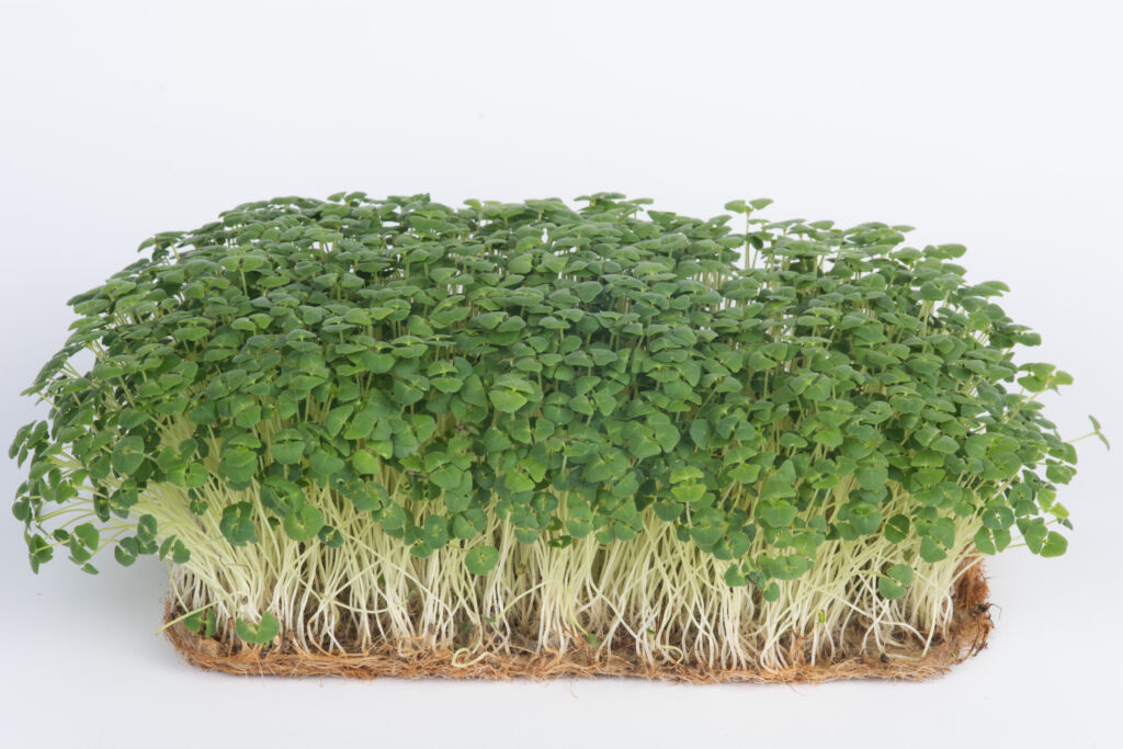 chia microgreens