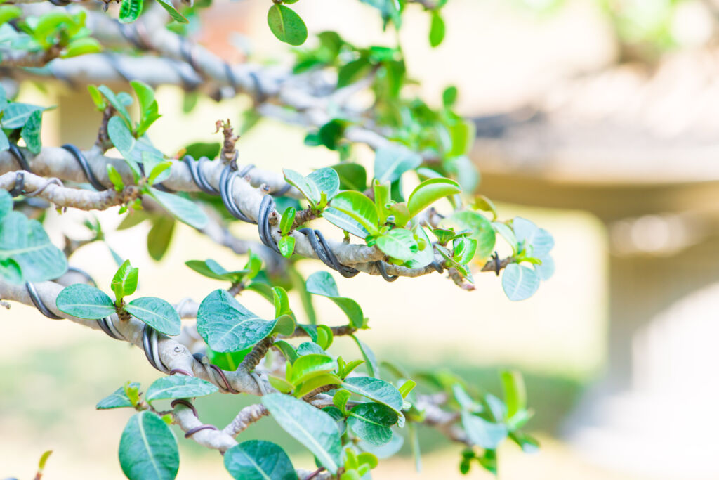 Bonsai Wire