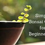 Simple Bonsai Guide for Beginners