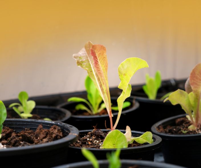 What Do You Need to Do to Grow Your Salad Indoors