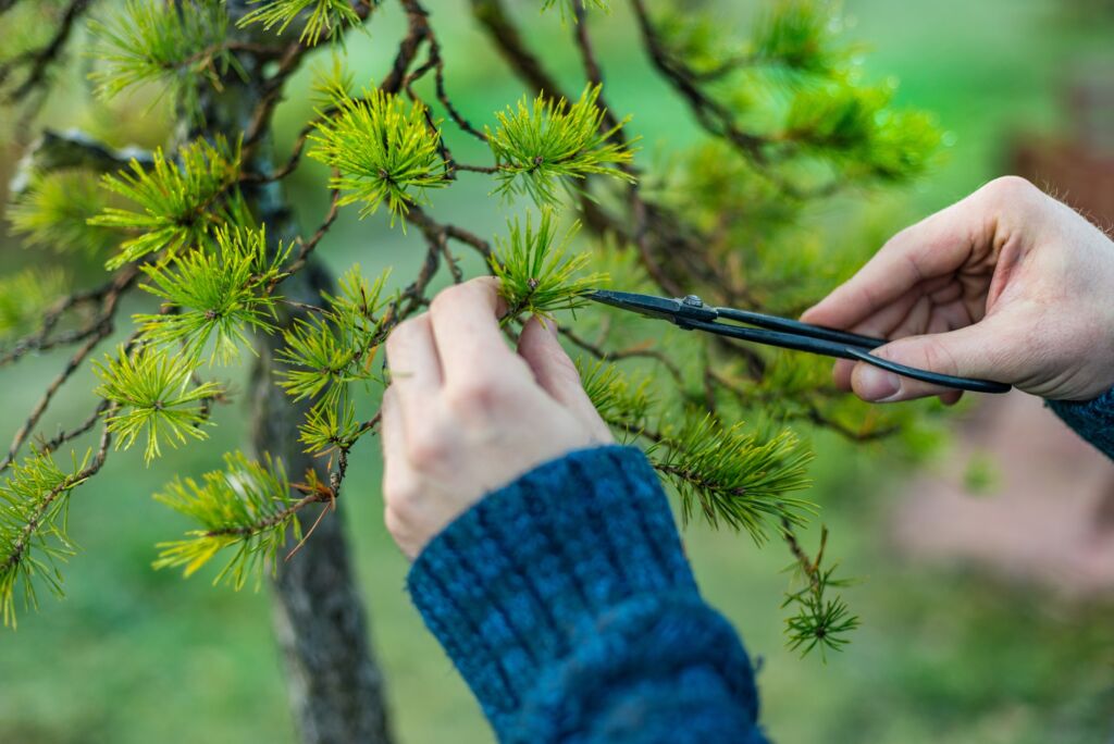 bonsai scissor