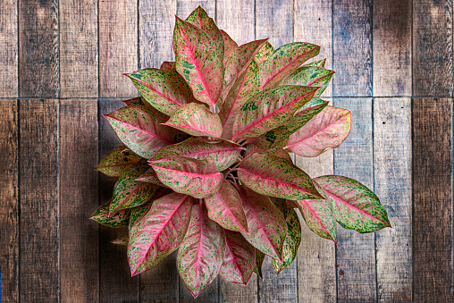 Chinese evergreen