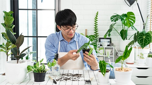 hobby with houseplants