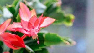 Christmas Cactus