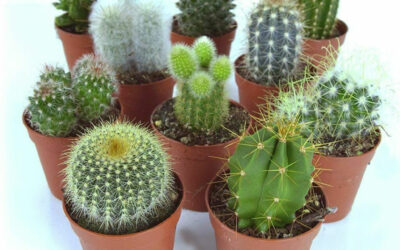 Cactus Plants