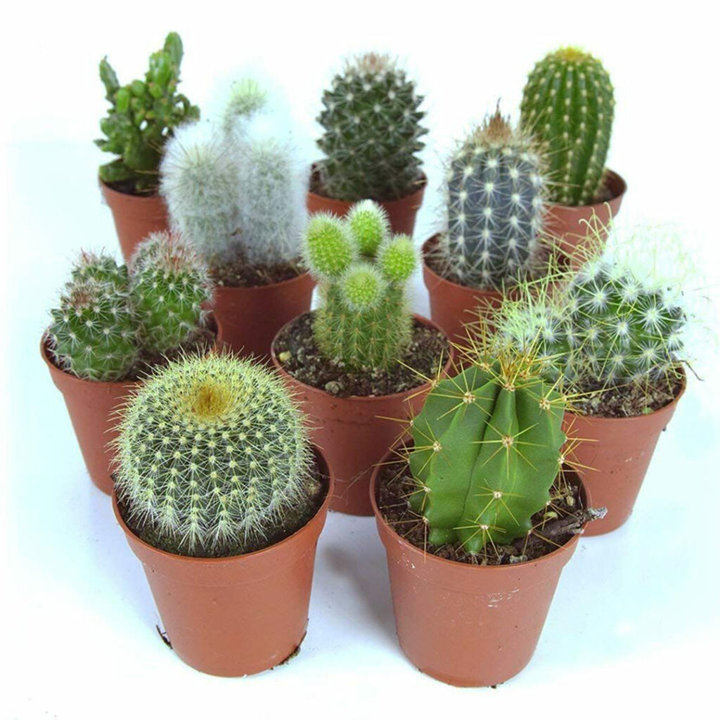 Cactus Plants