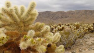 cactus houseplant types