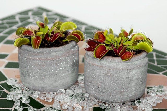 are venus flytraps hard to take care of