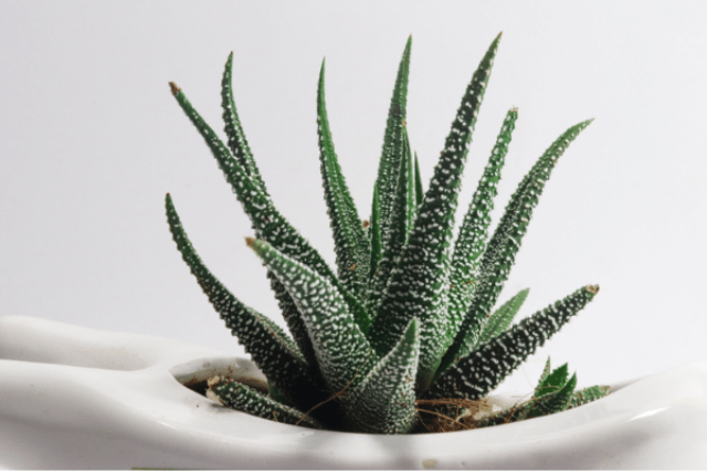 Aloe vera in a white customized pot