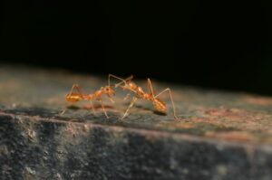 Ants on houseplants