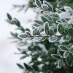 plants to grow in winter