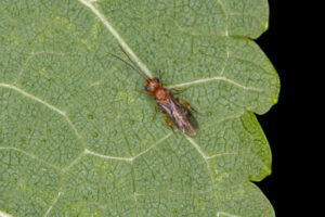 Braconid Wasps