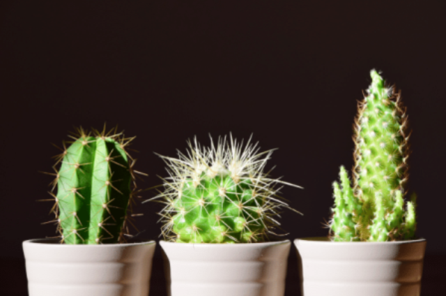 Cactus plants in white pots