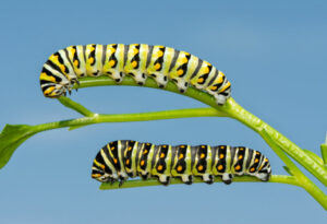 Caterpillars bugs on house plant