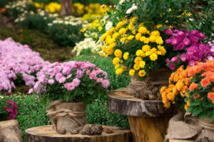 Chrysanthemum flowers bug spray for houseplants