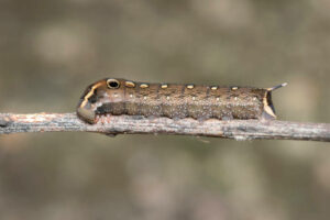 Cutworms