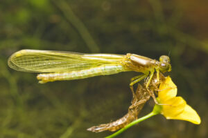 Damsel Bugs