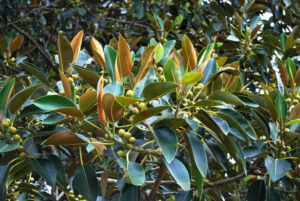 Ficus Macrophylla