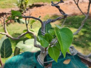 Ficus salicifolia