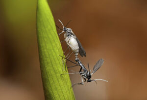 Fungus gnats on houseplants