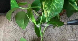 Cutting the Pothos Plant