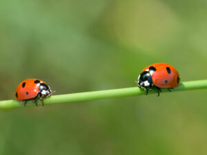 Ladybugs