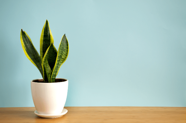 White potted snake plant on desktop