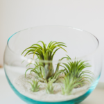 air plant houseplant joy