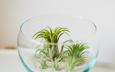 air plant houseplant joy