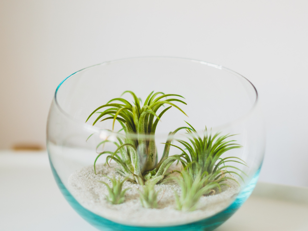 air plant houseplant joy