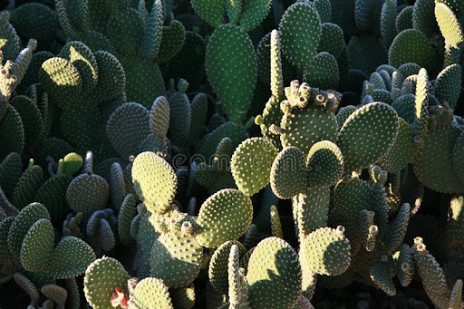 unusual cactus houseplants