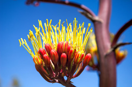 unusual cactus houseplants