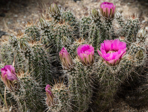 unusual cactus houseplants